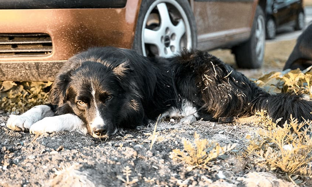 Αδέσποτα σκυλιά, σκύλος